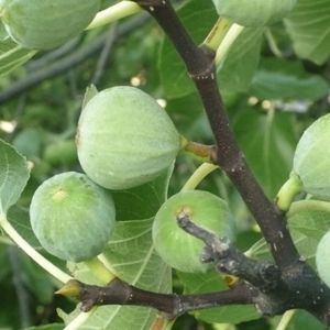 Fig Tree Seeds